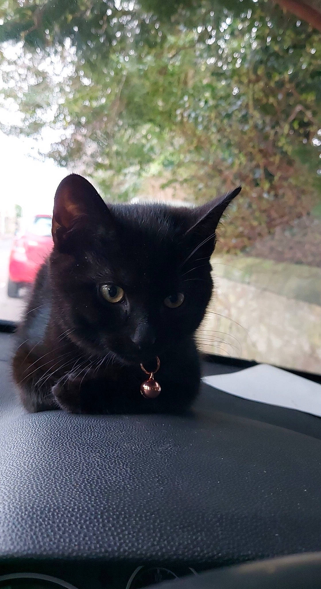 Forest joined the competition — help win amazing prizes! black_cat, bombay, carnivore, cat, claw, domestic_short_haired_cat, eye, felidae, fur, grass, paw, plant, small_to_medium_sized_cats, snout, tail, tints_and_shades, tree, vertebrate, whiskers, window