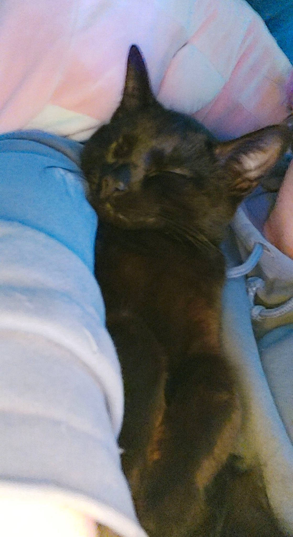 Forest joined the competition — help win amazing prizes! black_cat, carnivore, cat, claw, comfort, dog_breed, domestic_short_haired_cat, ear, fawn, felidae, fur, gesture, human_leg, paw, small_to_medium_sized_cats, snout, tail, terrestrial_animal, thigh, whiskers