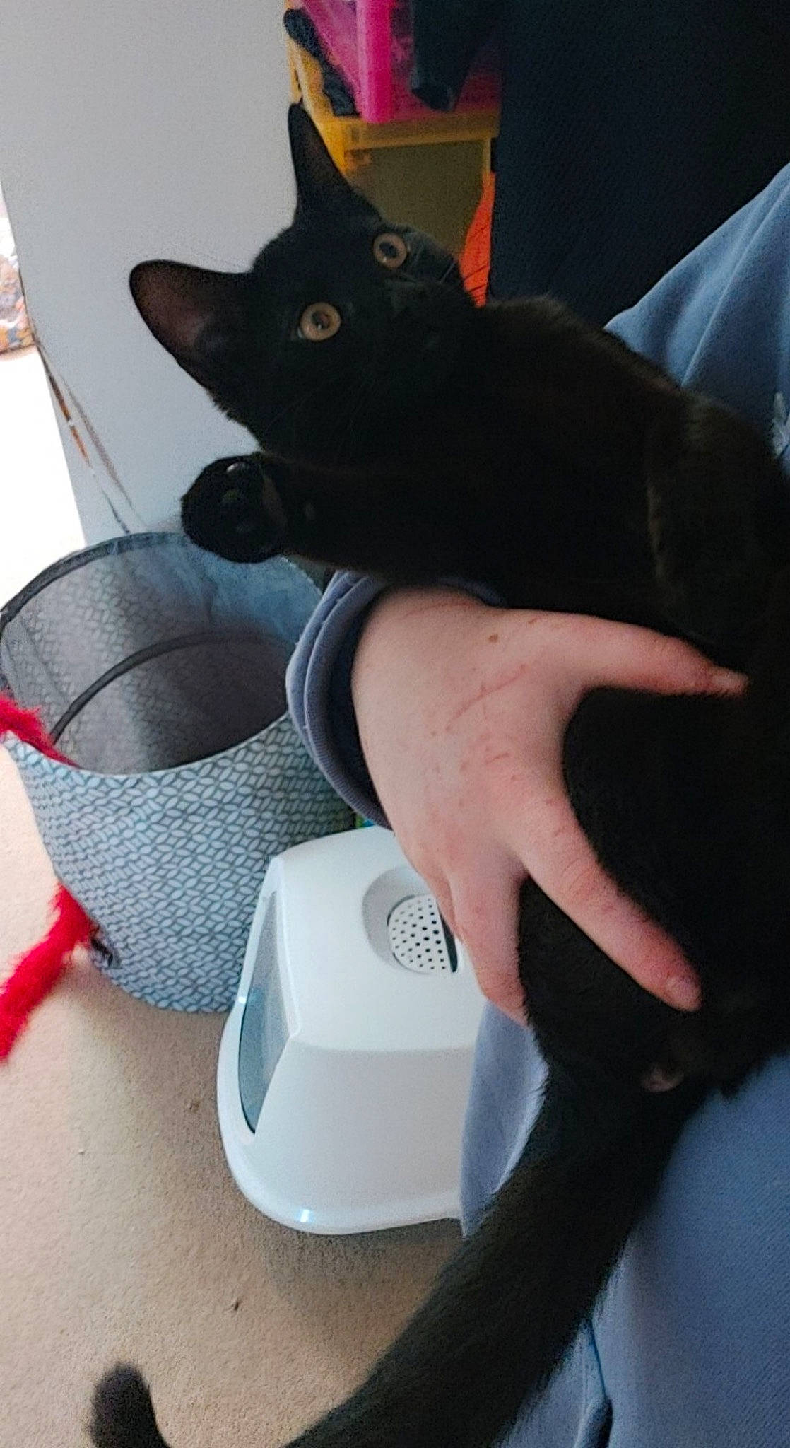 Forest is registered to the contest to win money with this photo: audio_equipment, automotive_tire, carnivore, cat, comfort, domestic_short_haired_cat, felidae, foot, gadget, gesture, household_supply, leg, peripheral, personal_protective_equipment, small_to_medium_sized_cats, tail, thigh, thumb, whiskers, wrist