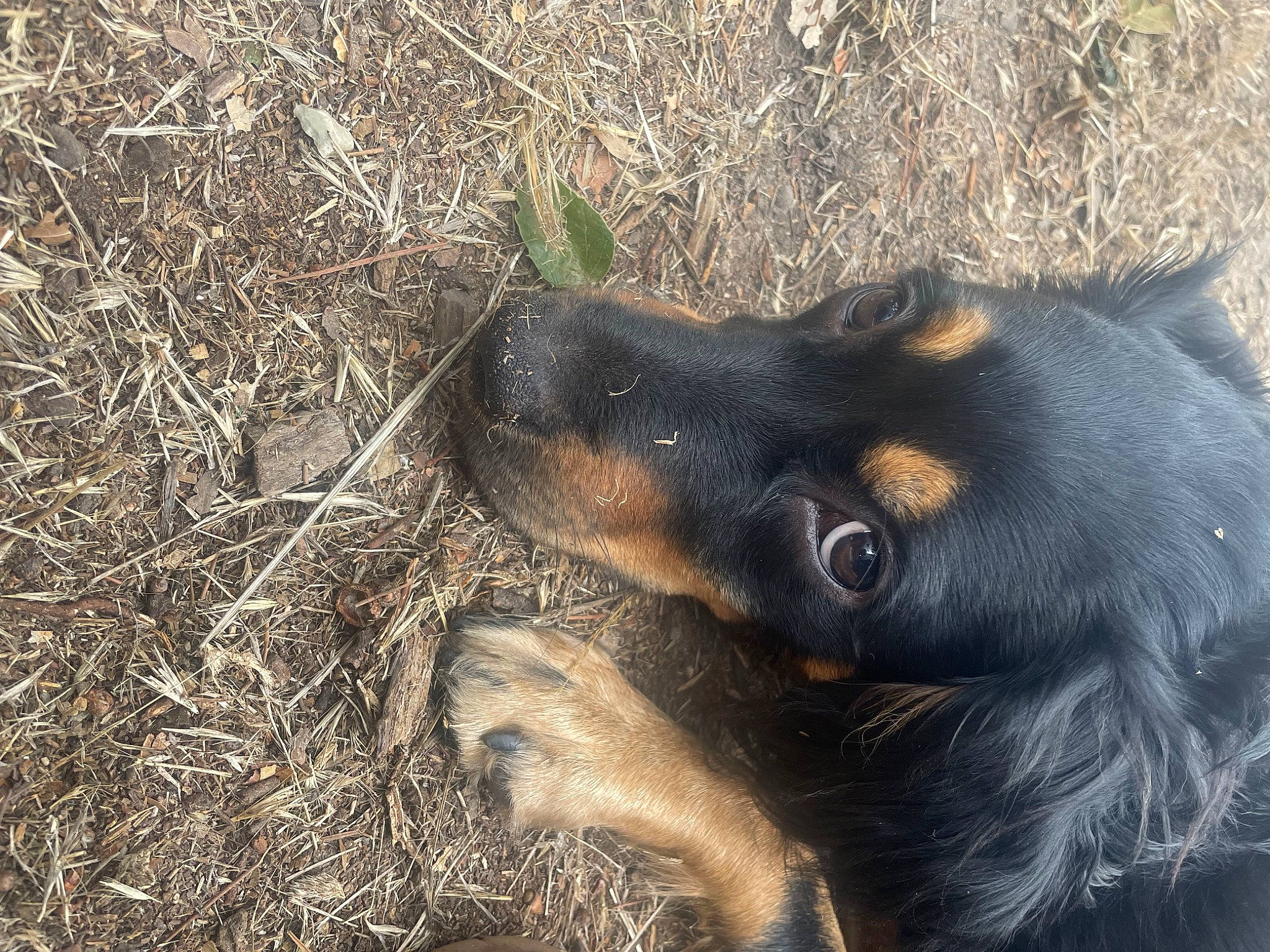 Dixie is registered to the contest to win money with this photo: canidae, carnivore, companion_dog, dog, dog_breed, fur, grass, hunting_dog, liver, natural_material, paw, plant, snout, soil, sporting_group, terrestrial_animal, wildlife, working_animal