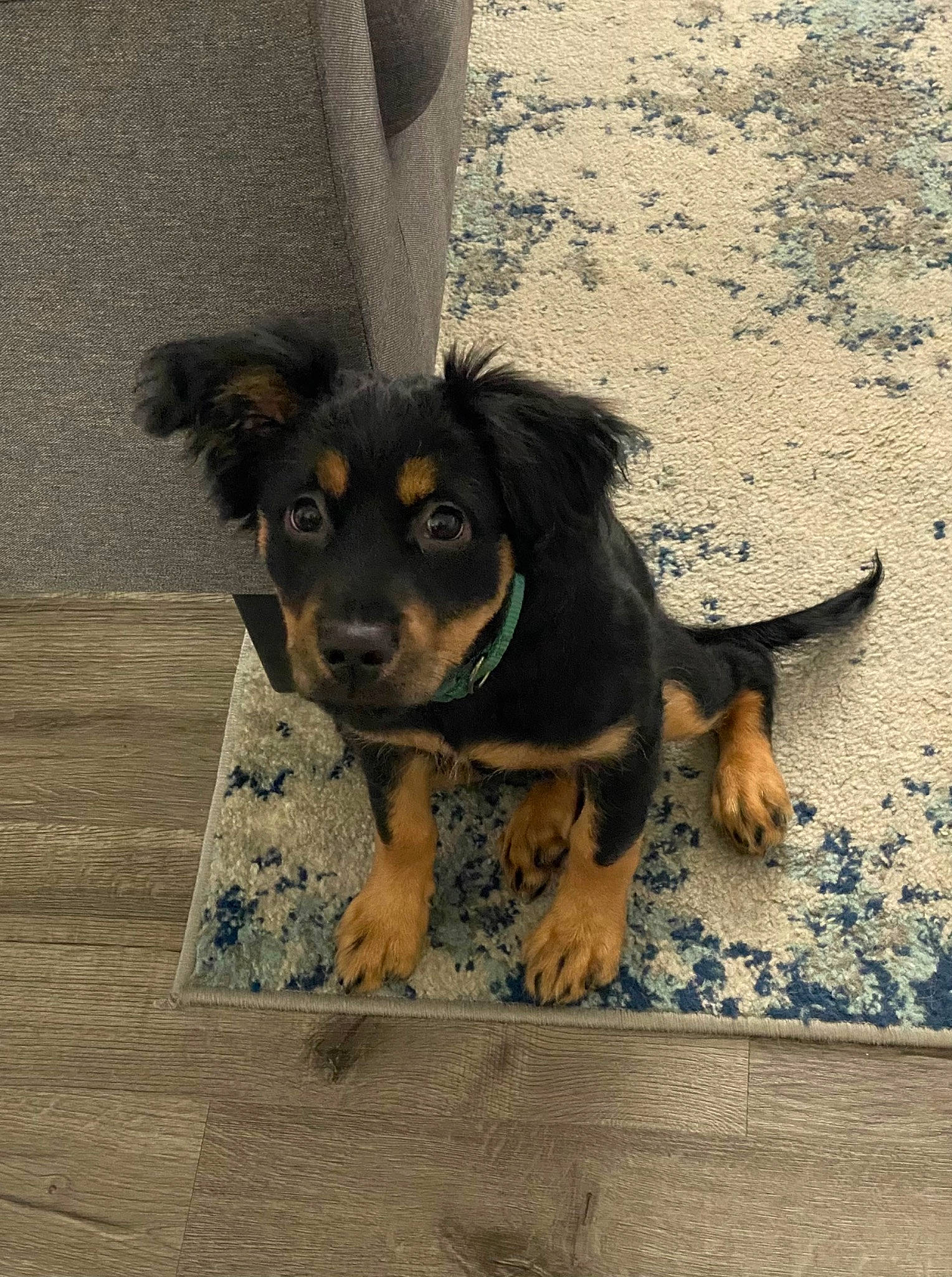 Dixie is registered to the contest to win money with this photo: carnivore, companion_dog, dog, dog_breed, flooring, fur, guard_dog, happy, paw, shadow, sporting_group, toy_dog, working_animal, working_dog