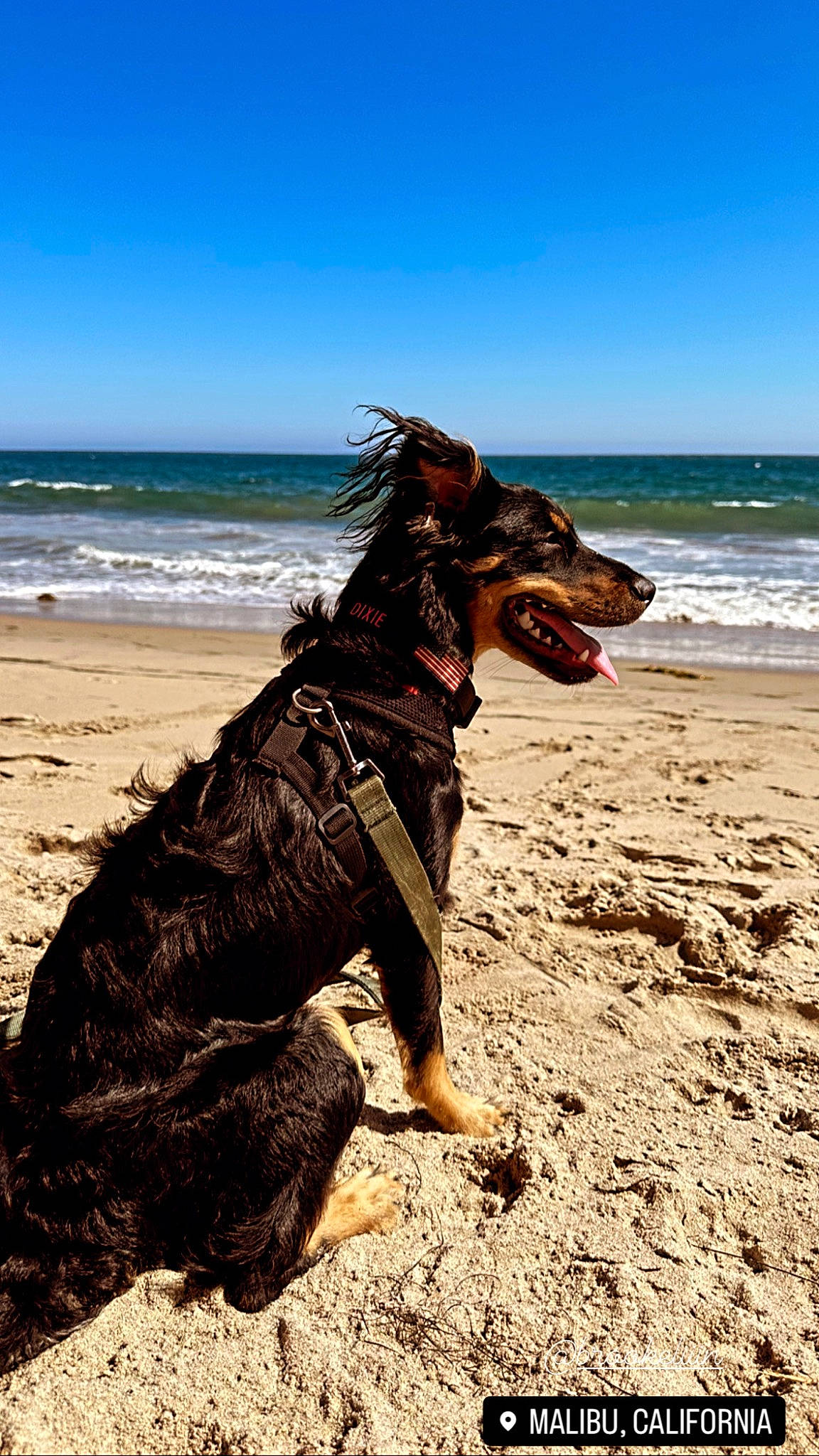 Dixie joined the competition — help win amazing prizes! beach, canidae, carnivore, companion_dog, dog, dog_breed, fawn, fun, happy, landscape, ocean, old_german_shepherd_dog, people_on_beach, sand, sky, sporting_group, water, wave, wind_wave, wood