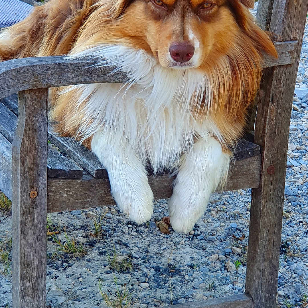 Rocky participe au concours pour gagner de l'argent avec cette photo : animal, bench, brown, closeup, daylight, dog, fluffy, fur, grass, gravel, nature, outdoor, paw, pet, portrait, relaxed, resting, seat, white, wood