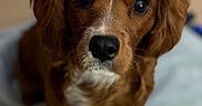 Copper is registered to the contest to win money with this photo: adorable, bed, big_eyes, black_nose, blanket, bokeh, brown_fur, close_up, companion, dog, domestic_animal, floppy_ears, indoor, looking_up, mammal, pet, portrait, shallow_depth_of_field, whiskers, white_muzzle