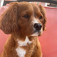 Copper is registered to the contest to win money with this photo: dog, pet, portrait, brown_fur, white_chest, close_up, face, nose, eyes, ears, fluffy, sitting, indoor, sofa, pink_cushion, fur_texture, whiskers, muzzle, calm, companion