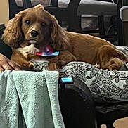 Copper joined the competition — help win amazing prizes! animal, bandana, brown_dog, chair, colorful, companion, cozy, cushion, cute, dog, floppy_ears, furniture, hand, indoor, lying_down, patterned_cushion, pet, relaxed, resting, towel