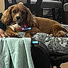 animal, bandana, brown_dog, chair, colorful, companion, cozy, cushion, cute, dog, floppy_ears, furniture, hand, indoor, lying_down, patterned_cushion, pet, relaxed, resting, towel