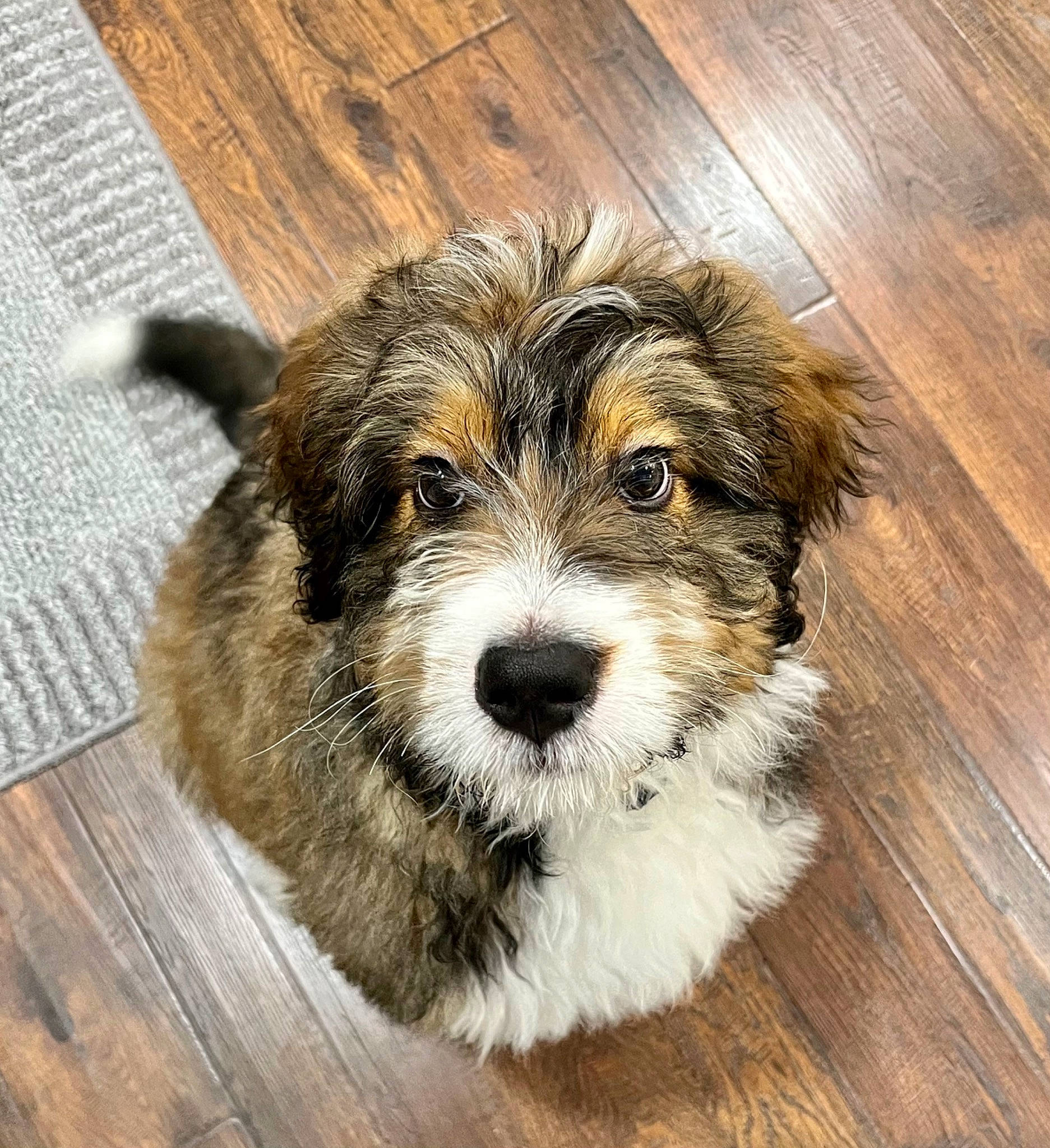 Bandit is registered to the contest to win money with this photo: canidae, carnivore, cockapoo, companion_dog, dog, dog_breed, flooring, fur, hardwood, laminate_flooring, plank, puppy_love, small_terrier, terrier, toy_dog, varnish, wood, wood_flooring, wood_stain, working_animal