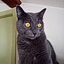 alert, animal, cat, close_up, curious, domestic_cat, ears, feline, fur, gray_cat, house, indoor, looking_away, mammal, pet, portrait, room, sitting, whiskers, yellow_eyes