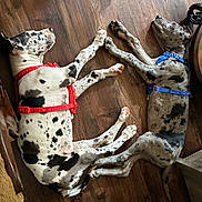 Stella And Jasper joined the competition — help win amazing prizes! animal, blue_harness, companions, cute, dog, domestic, flooring, friendship, harness, indoor, lying_down, paw_touching, pet, red_harness, relaxed, resting, sleeping, spotted, two_dogs, wooden_floor