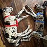 animal, blue_harness, companions, cute, dog, domestic, flooring, friendship, harness, indoor, lying_down, paw_touching, pet, red_harness, relaxed, resting, sleeping, spotted, two_dogs, wooden_floor