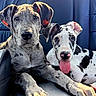 Stella And Jasper is registered to the contest to win money with this photo: animal, black_and_white, close_up, companions, cute, dog, ears, fur, great_dane, indoor, leather_seat, paw, pet, portrait, puppy, resting, spotted, tongue_out, two_animals, young