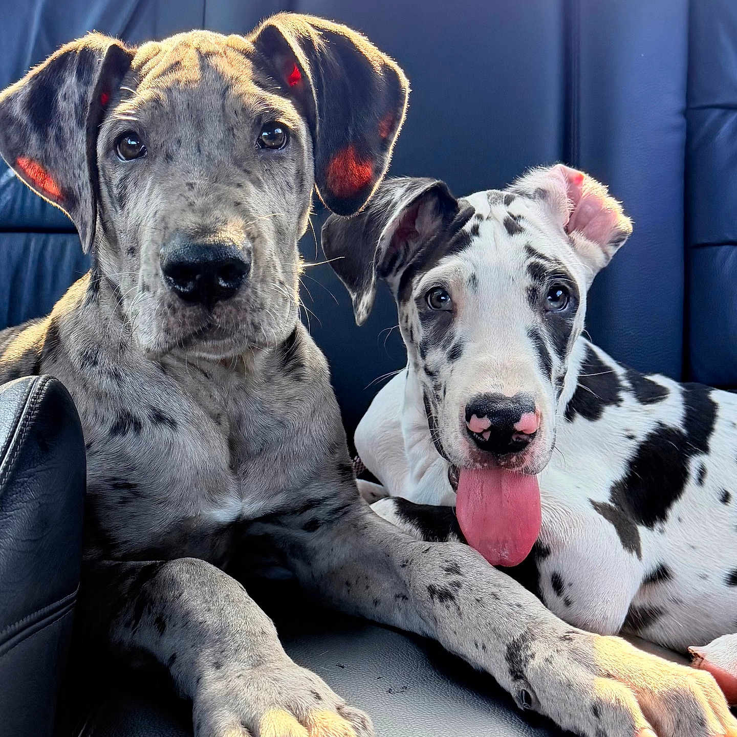 Stella And Jasper is registered to the contest to win money with this photo: animal, black_and_white, close_up, companions, cute, dog, ears, fur, great_dane, indoor, leather_seat, paw, pet, portrait, puppy, resting, spotted, tongue_out, two_animals, young