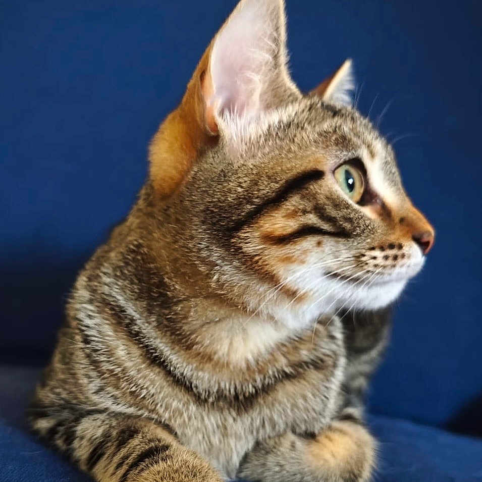 Louna participe au concours pour gagner de l'argent avec cette photo : abyssinian, animal, cat, egyptiancat, kitten, manx, pet