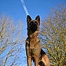 german_shepherd, dog, animal, outdoor, nature, tree, sky, blue_sky, stone, ledge, standing, alert, pet, canine, mammal, fur, ears, portrait, sunlight, daytime
