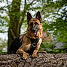 Suki participe au concours pour gagner de l'argent avec cette photo : dog, german_shepherd, animal, outdoor, forest, tree_trunk, nature, pet, canine, mammal, harness, portrait, happy, tongue_out, alert, brown, black, fur, daylight, greenery