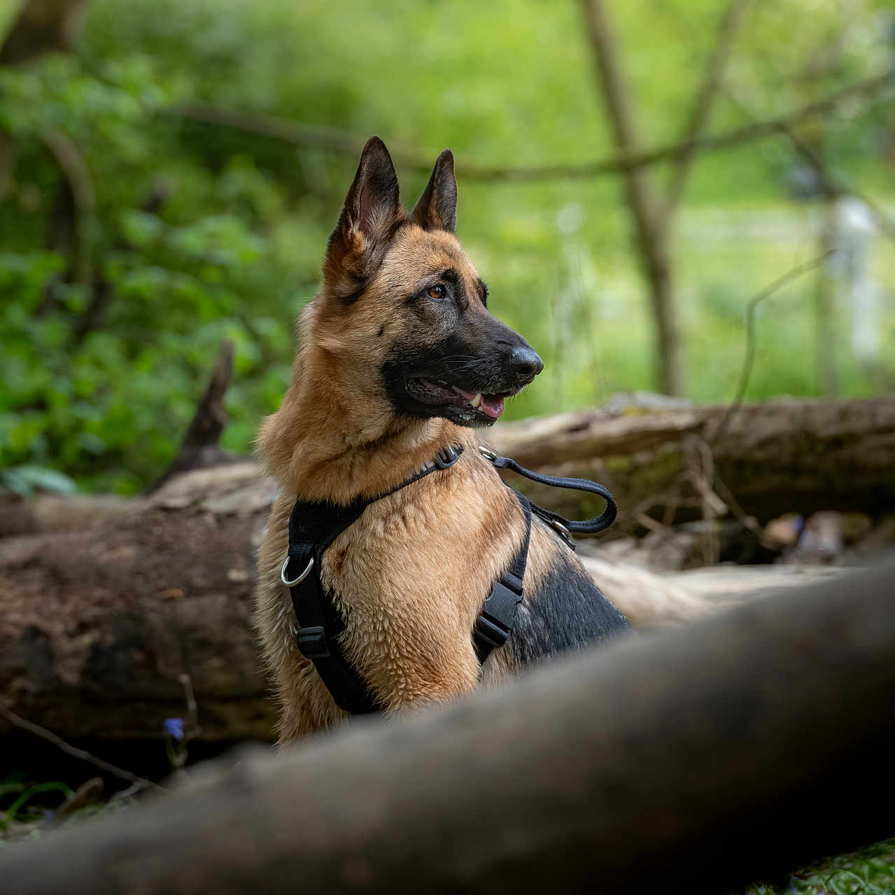 Suki participe au concours pour gagner de l'argent avec cette photo : dog, german_shepherd, canine, animal, outdoor, forest, nature, greenery, tree, bark, grass, leaves, harness, pet, mammal, sitting, alert, portrait, wildlife, daylight