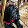 dog, black_dog, indoor, floor, tile_floor, red_bandana, golden_table_legs, boots, shoes, legs, pet, canine, fur, animal, closeup, lying_down, looking_up, domestic, companion, cute