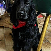 Alto a rejoint le concours — aidez-le/la à gagner de superbes lots ! dog, black_dog, bandana, indoor, floor, tile_floor, chair, green_chair, golden_leg, pet, animal, curly_fur, sitting, cute, portrait, domestic, companion, looking, calm, household