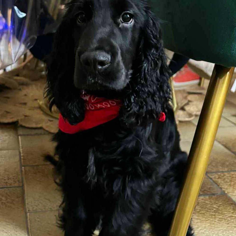 Alto a rejoint le concours — aidez-le/la à gagner de superbes lots ! animal, bandana, black_dog, calm, chair, companion, curly_fur, cute, dog, domestic, floor, golden_leg, green_chair, household, indoor, looking, pet, portrait, sitting, tile_floor