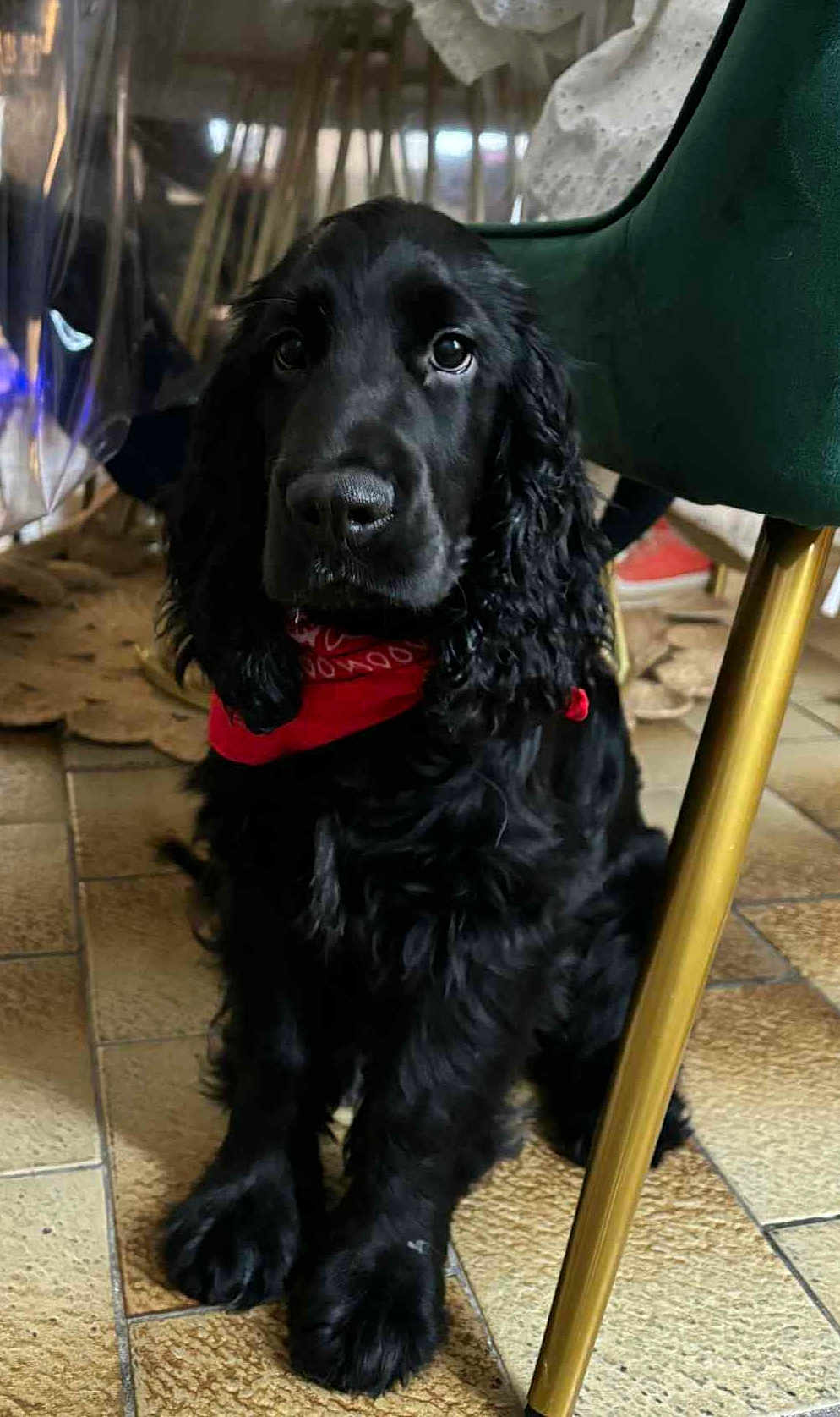 Alto a rejoint le concours — aidez-le/la à gagner de superbes lots ! dog, black_dog, bandana, indoor, floor, tile_floor, chair, green_chair, golden_leg, pet, animal, curly_fur, sitting, cute, portrait, domestic, companion, looking, calm, household