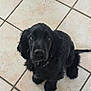 puppy, black_dog, tile_floor, pet, cute, looking_up, young_dog, indoors, fur, animal, canine, adorable, sitting, companion, domestic_animal, small_dog, friend, playful, curious, fluffy