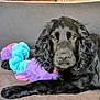 Alto participe au concours pour gagner de l'argent avec cette photo : dog, black_dog, curly_ears, toy, colorful_toy, purple, blue, pink, brown_surface, lounge, pet, indoor, cozy, furry, animal, cute, relaxed, portrait, cuddling, companion