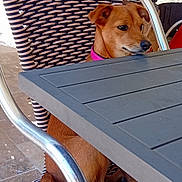 Francoise Rivas participe au concours pour gagner de l'argent avec cette photo : animal, brown_dog, brown_fur, candid, chair, collar, dog, domestic_animal, funny_pose, furniture, outdoor, patio, pet, pink_collar, portrait, short_hair, sitting, sunlight, table, wicker_chair