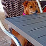 animal, brown_dog, brown_fur, candid, chair, collar, dog, domestic_animal, funny_pose, furniture, outdoor, patio, pet, pink_collar, portrait, short_hair, sitting, sunlight, table, wicker_chair