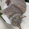 animal, cat, chair, close_up, ears, furry, garden, gray_cat, green_eyes, lounging, outdoor, pet, plants, portrait, relaxed, sleeping, tail, upside_down, whiskers, white_chair
