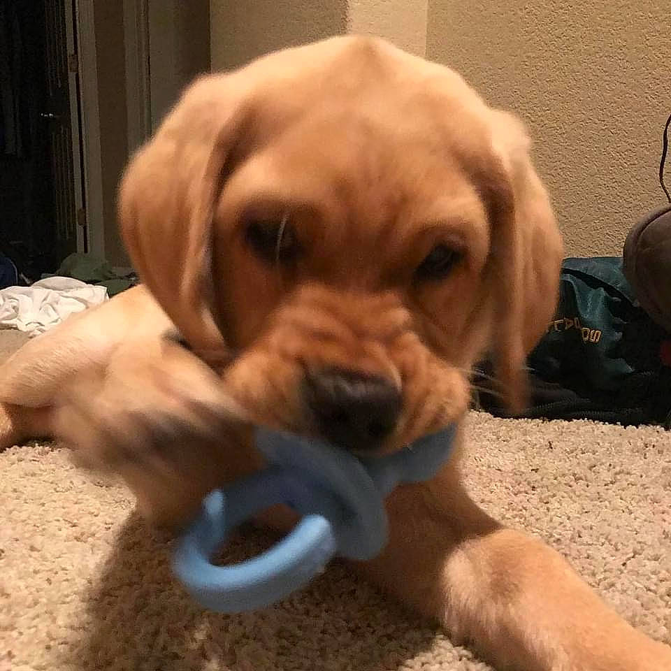 Thunder is registered to the contest to win money with this photo: beagador, broholmer, canidae, carnivore, companion_dog, dog, dog_breed, dog_toy, ear, fawn, labrador_retriever, mammal, nose, puppy, puppy_love, rare_breed_dog, retriever, snout, sporting_group