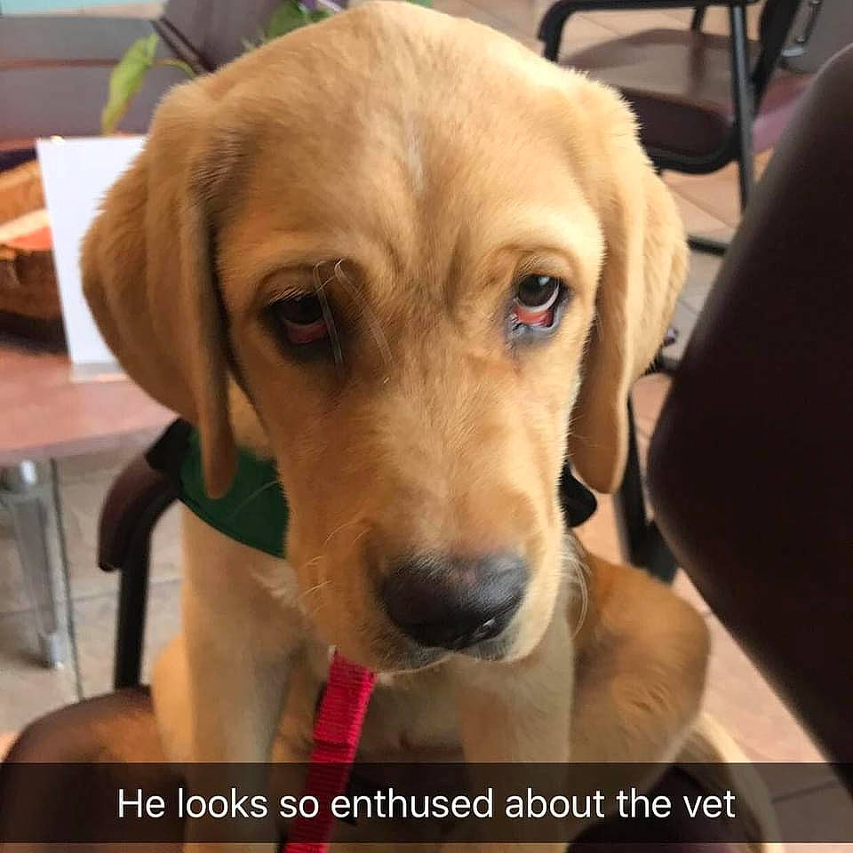 Thunder joined the competition — help win amazing prizes! beagador, broholmer, canidae, carnivore, companion_dog, dog, dog_breed, eye, fawn, golden_retriever, labrador_retriever, mammal, nose, photo_caption, puppy, rare_breed_dog, retriever, snout, sporting_group, vertebrate