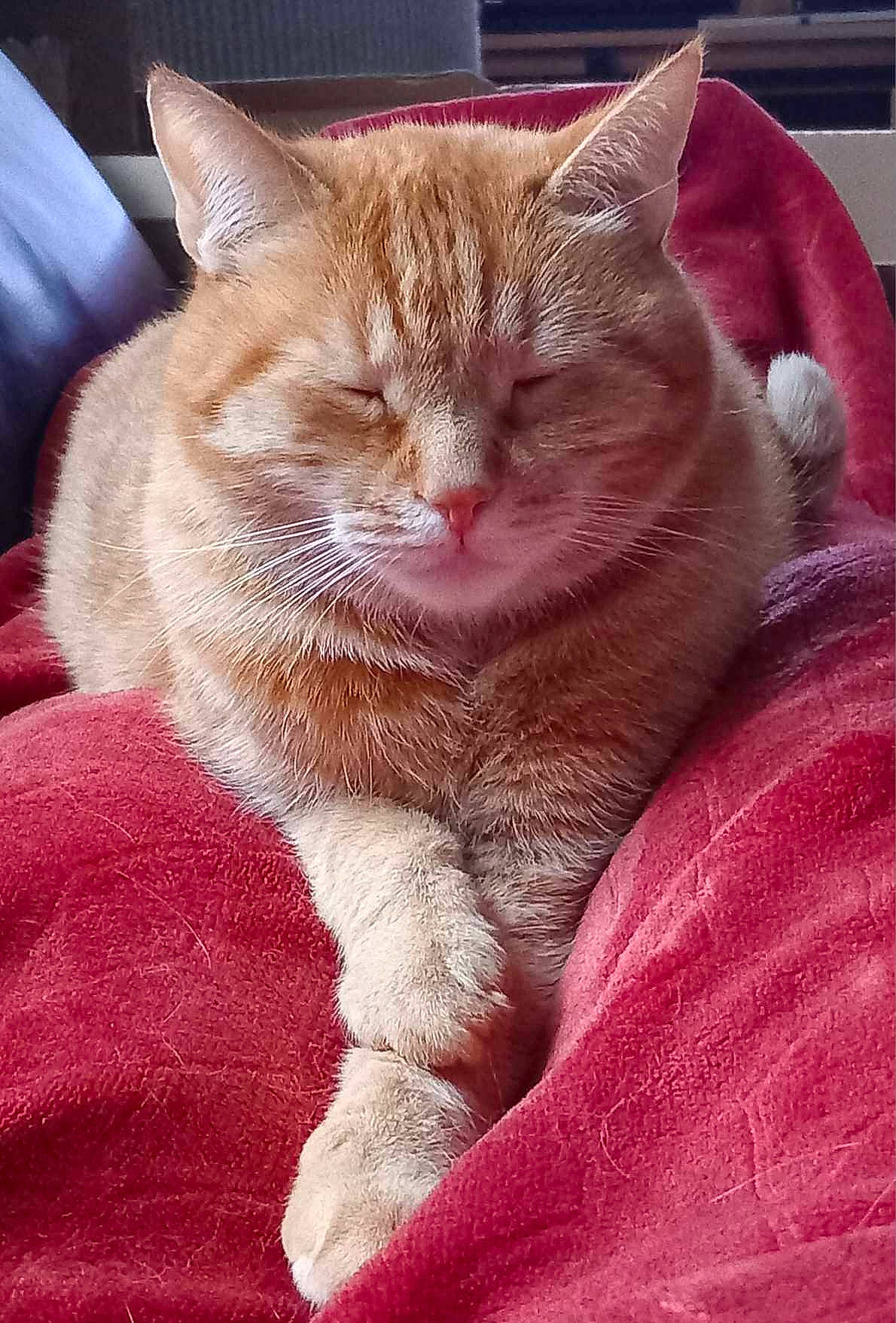 Laslo participe au concours pour gagner de l'argent avec cette photo : carnivore, cat, cat_supply, claw, comfort, domestic_short_haired_cat, fawn, felidae, fur, magenta, nap, paw, sitting, sleep, small_to_medium_sized_cats, snout, tail, whiskers