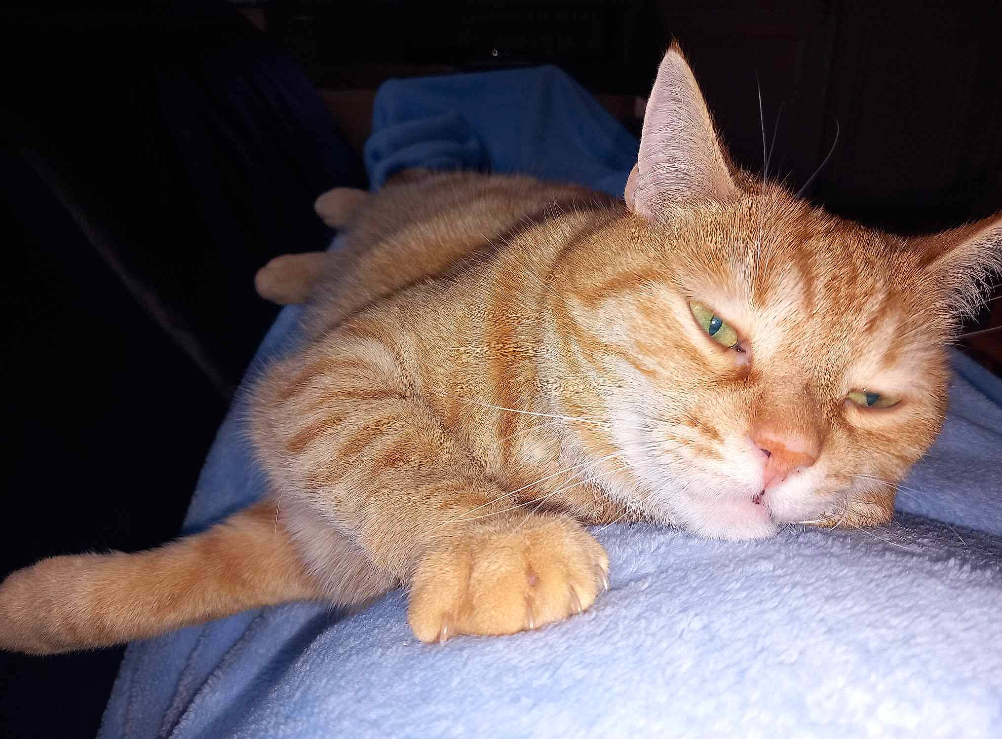 Laslo participe au concours pour gagner de l'argent avec cette photo : carnivore, cat, cat_supply, claw, comfort, domestic_short_haired_cat, fawn, felidae, foot, fur, nap, paw, sitting, sleep, small_to_medium_sized_cats, snout, tail, terrestrial_animal, thread, whiskers