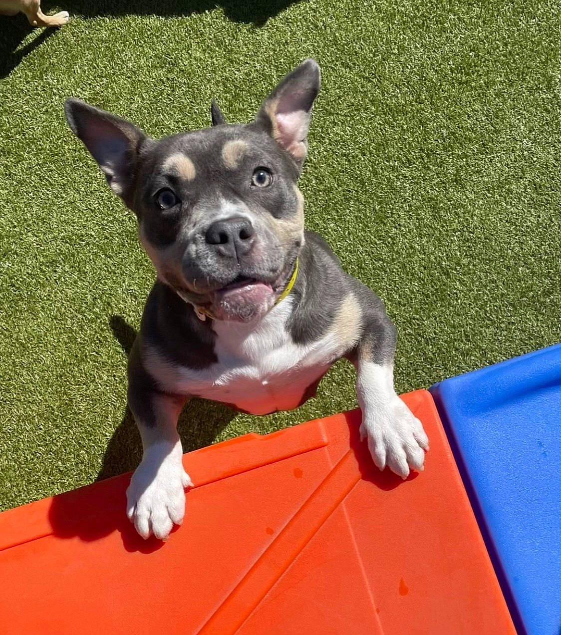 Saucy is registered to the contest to win money with this photo: art, bicycle, boston_terrier, canidae, carnivore, collar, companion_dog, dog, dog_breed, dog_collar, dog_supply, fawn, grass, non_sporting_group, snout, sporting_group, whiskers, working_animal, working_dog