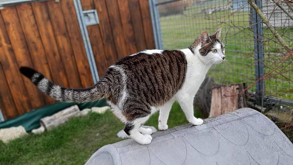 Patoune a rejoint le concours — aidez-le/la à gagner de superbes lots ! carnivore, cat, claw, domestic_short_haired_cat, door, felidae, fence, fur, grass, paw, plant, sitting, small_to_medium_sized_cats, snout, tail, terrestrial_animal, tree, whiskers, window, wood