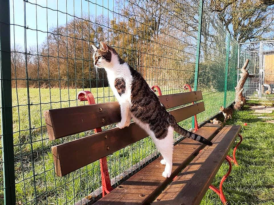 Patoune a rejoint le concours — aidez-le/la à gagner de superbes lots ! carnivore, cat, companion_dog, dog_breed, fawn, felidae, fence, grass, leisure, morning, outdoor_bench, outdoor_furniture, plant, sky, small_to_medium_sized_cats, sunlight, tail, tree, whiskers, wood