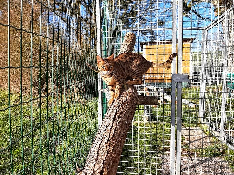 Praline participe au concours pour gagner de l'argent avec cette photo : beak, branch, cage, chain_link_fencing, felidae, fence, grass, mesh, metal, natural_material, net, plant, terrestrial_animal, tree, trunk, twig, vertebrate, wire, wire_fencing, wood