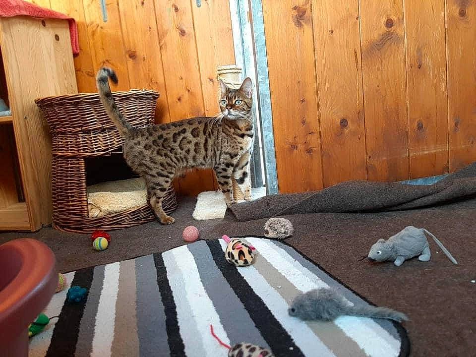 Praline participe au concours pour gagner de l'argent avec cette photo : carnivore, cat, cat_supply, comfort, domestic_short_haired_cat, door, felidae, floor, flooring, fur, hardwood, living_room, mammal, room, small_to_medium_sized_cats, tail, toy, vertebrate, whiskers, wood