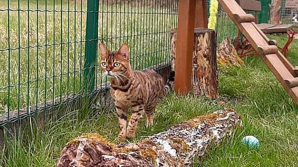 Praline a rejoint le concours — aidez-le/la à gagner de superbes lots ! big_cats, carnivore, cat, domestic_short_haired_cat, fawn, felidae, fence, fur, grass, groundcover, lynx, mesh, plant, small_to_medium_sized_cats, tail, terrestrial_animal, trunk, whiskers, wildlife, wood