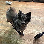 Blu Vance is registered to the contest to win money with this photo: animal, curious, dog, domestic, flooring, fluffy, gray_bed, green_toy, indoor, pet, pet_bed, playful, resting_dog, scooter, speckled_fur, stuffed_animal, tail_wagging, toy, wooden_floor, yellow_ball