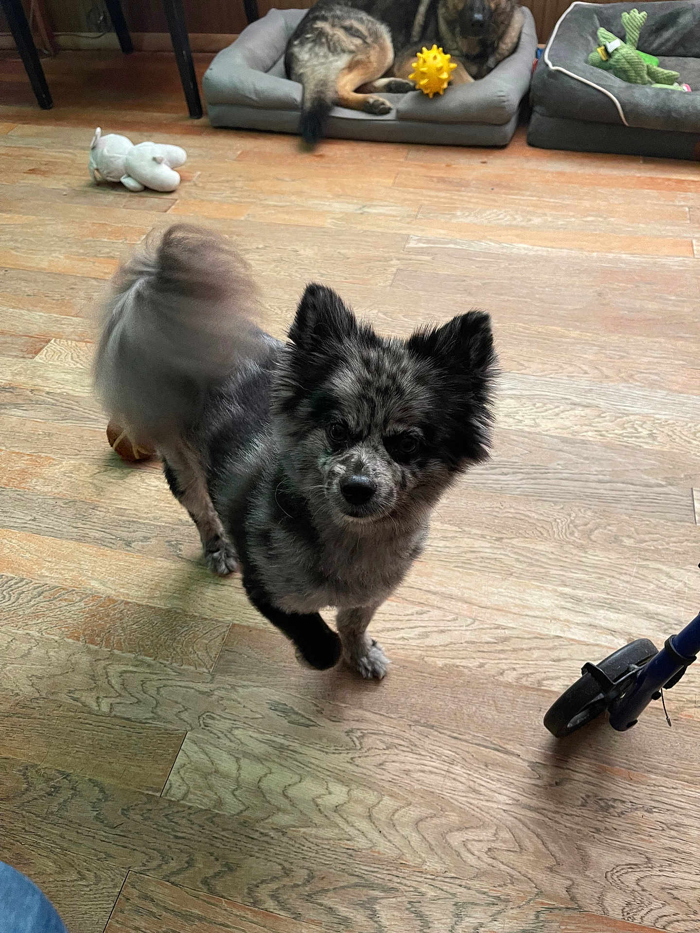 Blu Vance is registered to the contest to win money with this photo: animal, curious, dog, domestic, flooring, fluffy, gray_bed, green_toy, indoor, pet, pet_bed, playful, resting_dog, scooter, speckled_fur, stuffed_animal, tail_wagging, toy, wooden_floor, yellow_ball