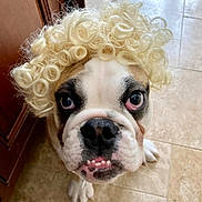 Pumpkin Roll is registered to the contest to win money with this photo: bulldog, dog, pet, curly_wig, blonde_wig, costume, indoor, tile_floor, closeup, animal_face, dog_face, looking_up, funny, cute, puppy, domestic_animal, portrait, white, brown, black