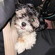 Chubbito joined the competition — help win amazing prizes! puppy, dog, pet, fluffy, tongue_out, lap, car_interior, seatbelt, black_clothing, steering_wheel, hand, closeup, cute, companion, animal, domestic, cozy, indoor, person, resting