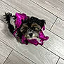 puppy, dog, costume, purple, sparkly, pet, cute, fluffy, indoor, wooden_floor, small_dog, looking_up, adorable, pet_clothing, domestic_animal, animal, fur, black_and_white, playful, young