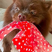 Teddy Bear joined the competition — help win amazing prizes! dog, brown_fur, polka_dot, red_cloth, playful, pet, indoor, couch, close_up, fur, animal, cute, tug_of_war, eyes, nose, whiskers, domestic, toy, fun, texture