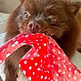 dog, brown_fur, polka_dot, red_cloth, playful, pet, indoor, couch, close_up, fur, animal, cute, tug_of_war, eyes, nose, whiskers, domestic, toy, fun, texture