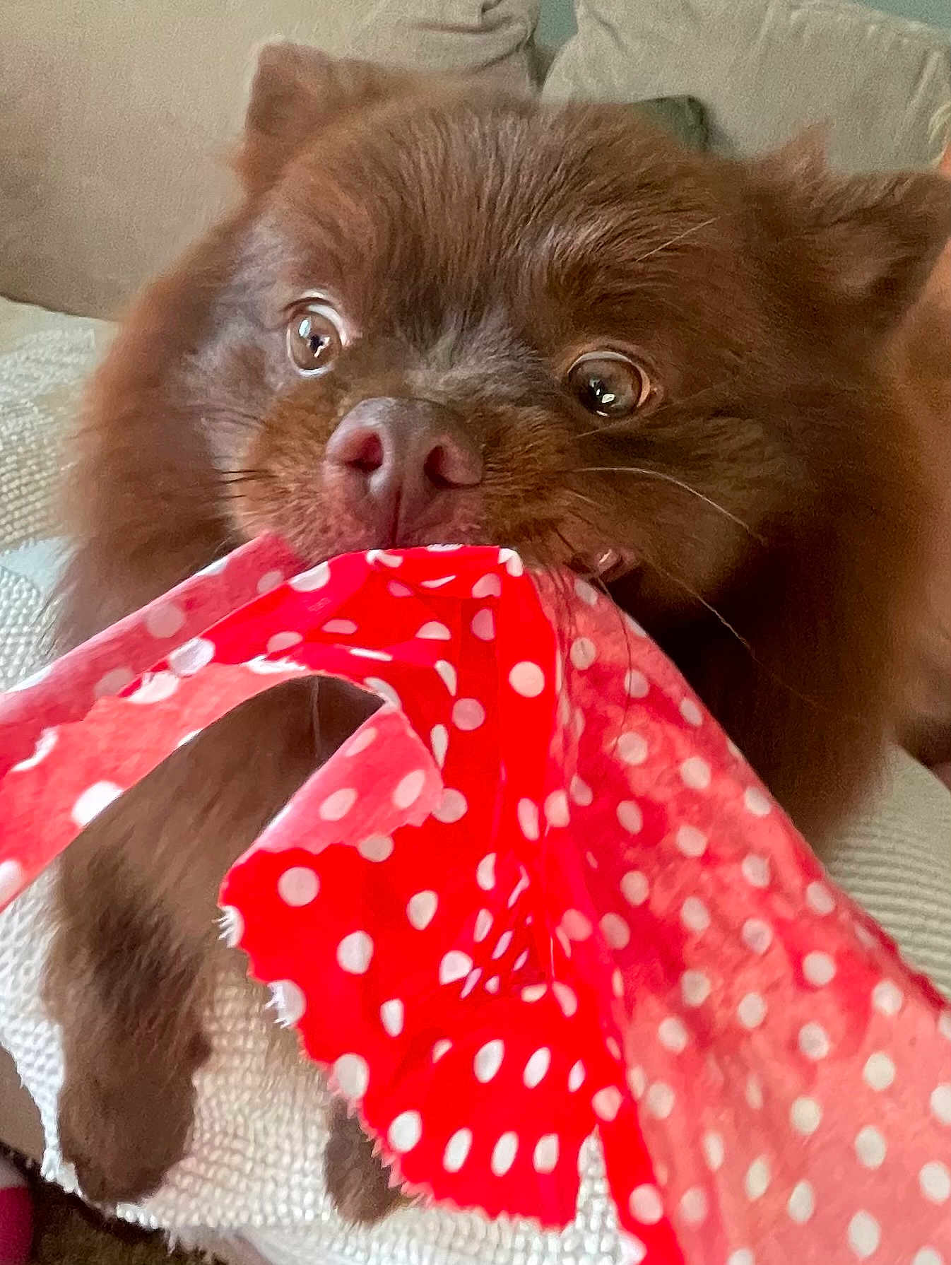 Teddy Bear
