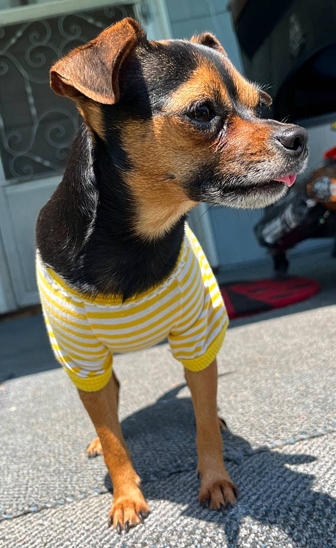 Freya is registered to the contest to win money with this photo: carnivore, collar, companion_dog, dog, dog_breed, dog_clothes, dog_collar, dog_supply, fashion_accessory, fawn, fur, leash, pattern, pet_supply, road_surface, snout, toy_dog, whiskers, working_animal, working_dog