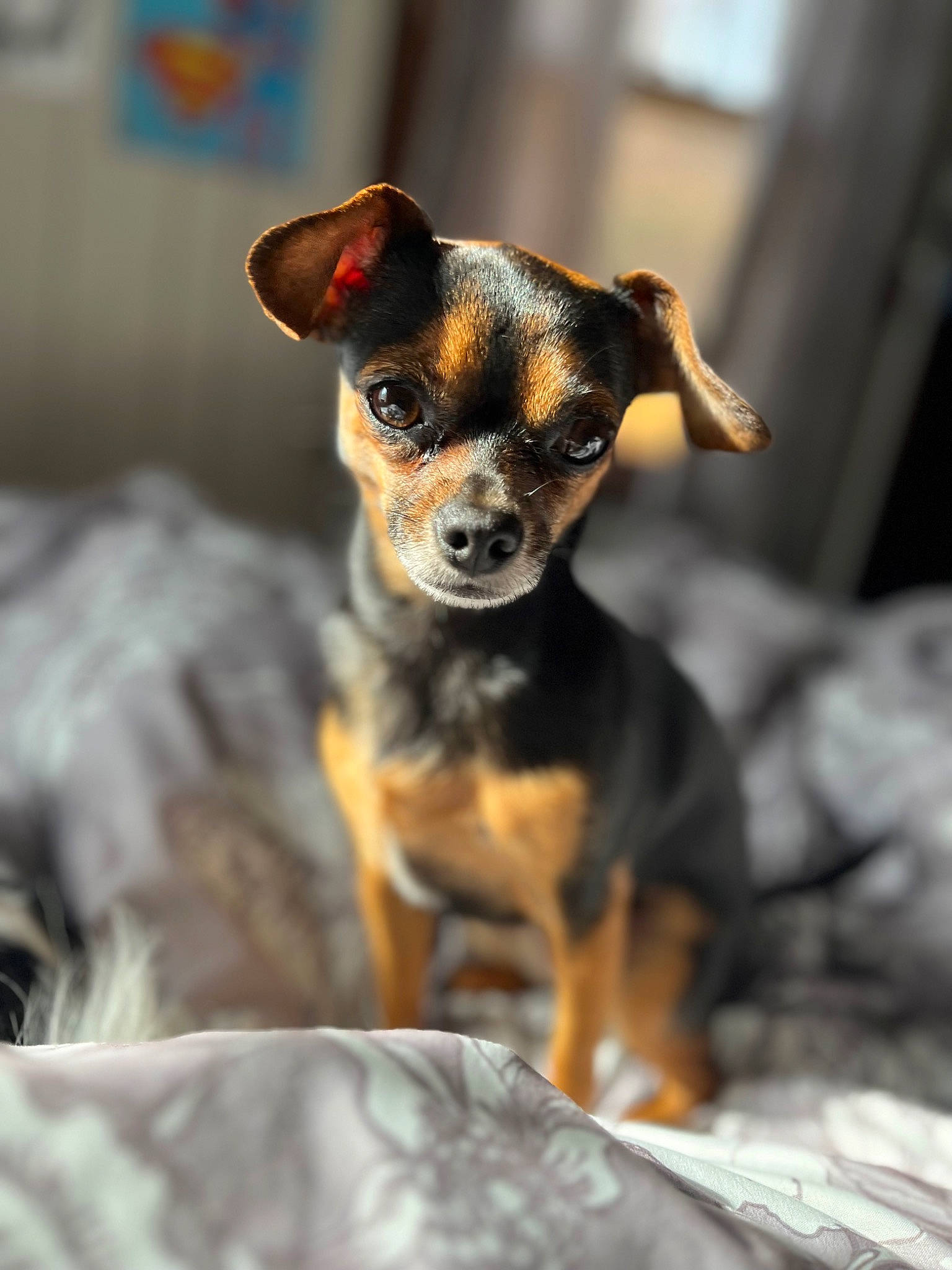 Freya joined the competition — help win amazing prizes! canidae, carnivore, companion_dog, dog, dog_breed, fawn, fur, guard_dog, plant, puppy, snout, sporting_group, terrestrial_animal, toy_dog, whiskers, working_animal